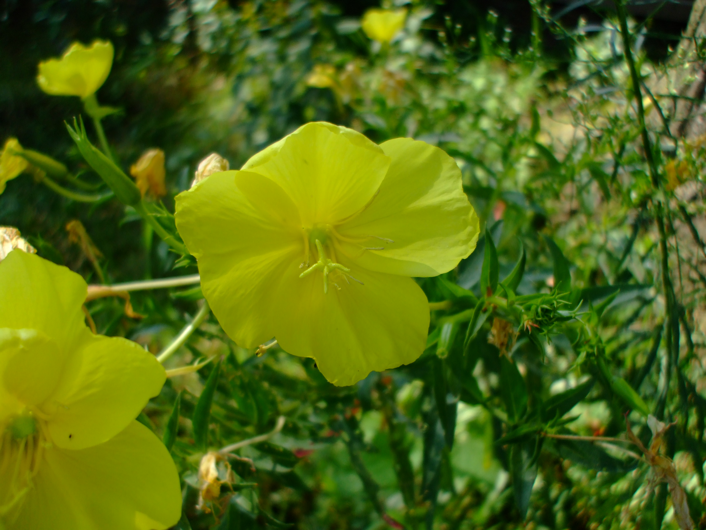 Oenothera argillicola